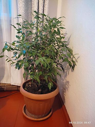 Фикусы: Комнатные растения в горшках: 1) Фикус Бенджамина (Ficus benjamina) - — 4