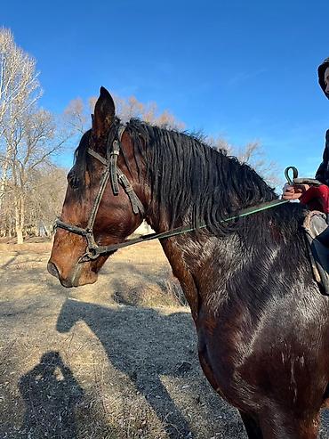 Лошади, кони: Продаю | Жеребец | Рабочий | Осеменитель — 7