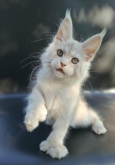кохинхин мраморный: 🐾 Остался один эксклюзивный мальчик полидакт в поисках достойных — 1