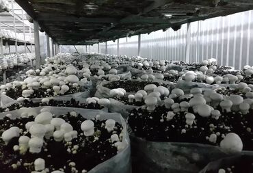 Toxumlar: Salam hərvaxtınız xeyir, "CHAMPION GROUP" olaraq sizlərin qarşısına — 4