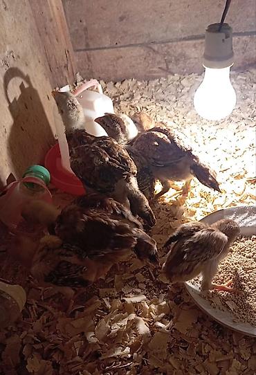 heyr: Salam güclü cins heyrati balaları satılır fərqli aylardadilar — 4