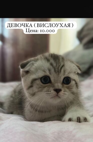 купить переноску для кота: Продаются очаровательные шотландские котята ( ДЕВОЧКИ И МАЛЬЧИКИ )