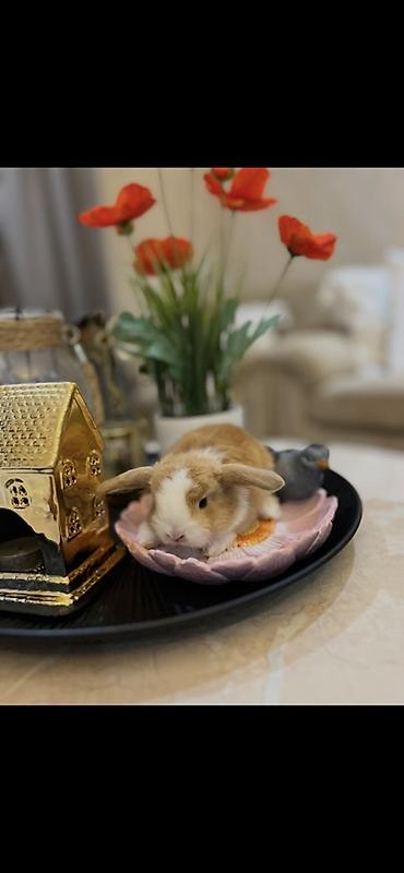 kaliforniya dovşan: 1 aylıq balaca🐰 ÖZEL DİŞİ İki dovşan götürsəniz, bir-birlərinə yoldaş — 2