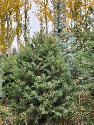 Декоративные деревья: Продаются хвойные и лиственные деревья🌲🌳 - Голубая ель от 0,8-5м - at lalafo.kg — 15 Декоративные деревья: Продаются хвойные и лиственные деревья🌲🌳 - Голубая ель от 0,8-5м - — 15