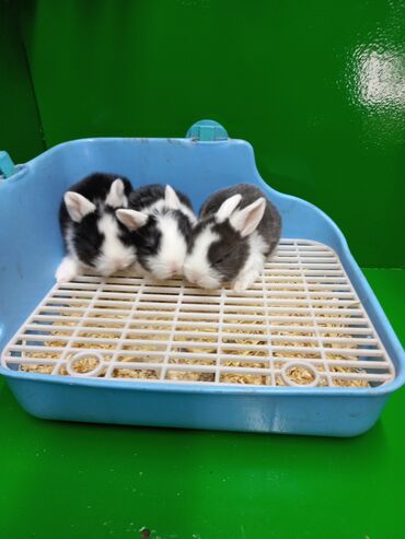 кролики: Крольчата карликовые декоративные, голландской породы. пандочки