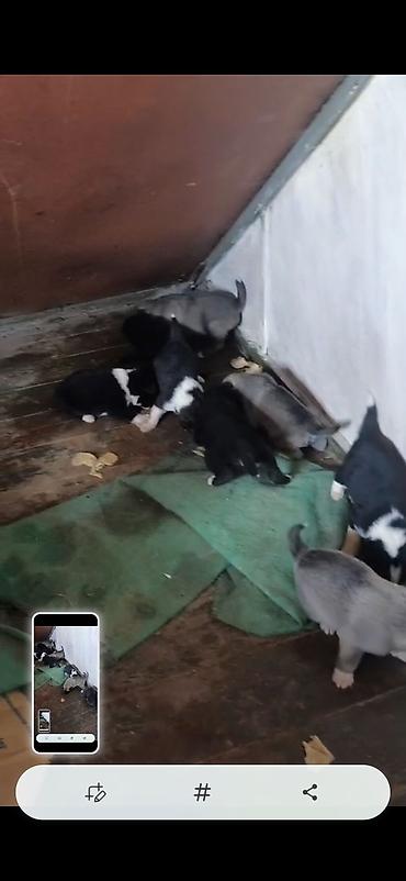 sibirski afcarka: Afcarka ve balaları satılır isdeyen olsa vapçatda yazsın 0507613355 — 1