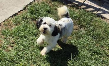 Psi: Maltipoo štenci MALTIPOO štenci izuzetnog kvaliteta i izgleda, veoma — 4