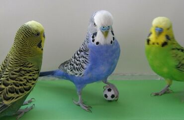 Продаю волнистых попугай Особи отличаются шумом и болтливостью