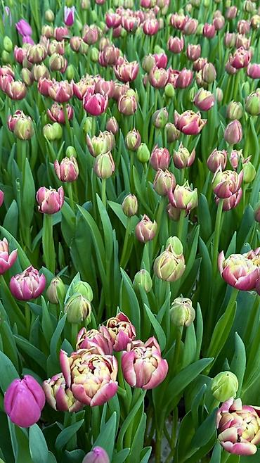 Букеты из живых цветов: Тюльпаны — предзаказ - Срезанные тюльпаны из теплицы, аккуратные at lalafo.kg — 23 Букеты из живых цветов: Тюльпаны — предзаказ - Срезанные тюльпаны из теплицы, аккуратные — 23