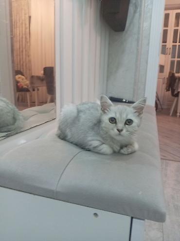cunqarik qefesi: Şinşila erkək pişik balası, tam sağlam dı peyvənd iynəsi vurulub, qum — 2