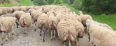 toyuq ucuz qiymete: Dişi, il: 1, Damazlıq, Pulsuz çatdırılma — 1