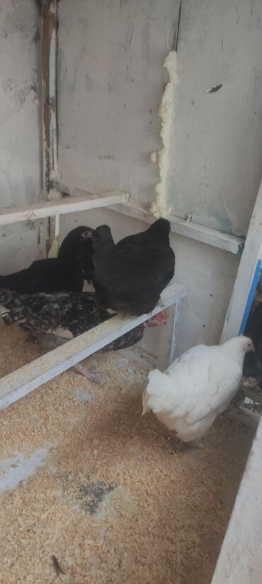 возьму котенка бесплатно: Toyuq, Yumurtalıq