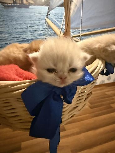 Pişiklər: Fars — 17