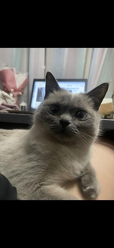 самоед цена: Тайская, более 5 лет, Девочка, Приучена к лотку — 3