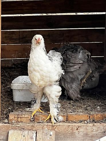 it bazari hardadi: Brahma cinsi dekorativ toyuqlar

4 ayliq fereler. Ve xoruzlar — 5