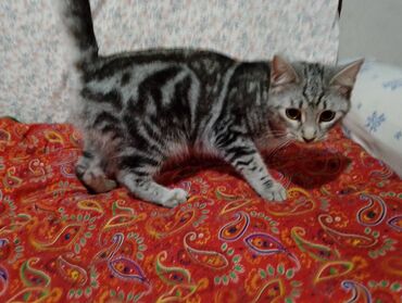 кошка в добрые руки: 10 месяцев, Девочка, Серый, Метис, Приучена к лотку, Проглистована