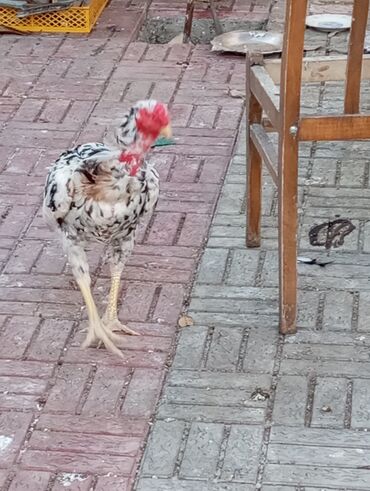 heyratı toyuqları: Heyratı xoruzları və fərəsi