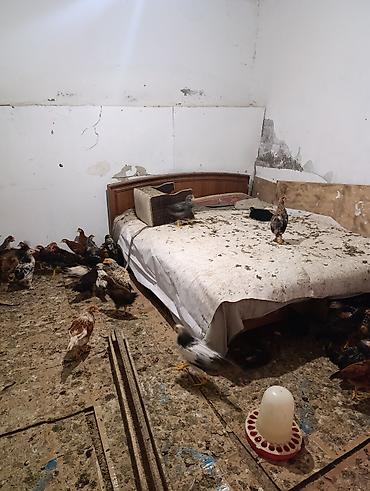 K/t heyvanları və malları: Toyuq cücələri, Damazlıq — 6