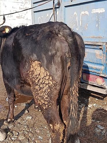 Коровы, быки: Продаю | Корова (самка) | Алатауская | Для молока | Стельные — 11