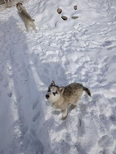 Продажа собак: Продается щенки хаски !!!! — 4