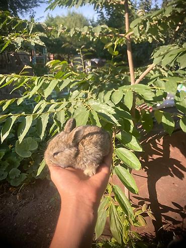 сумки для животных: Кролики декоративные, молодняк 1 айлык болгон командор - Окрас — 5