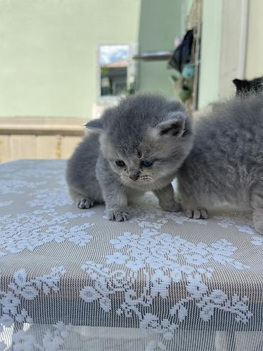 Pişiklər: Britan, Erkək, Yaxşı əllərə — 8