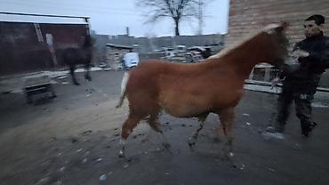 Лошади, кони: Продаю | Жеребенок | Полукровка | Для разведения — 8