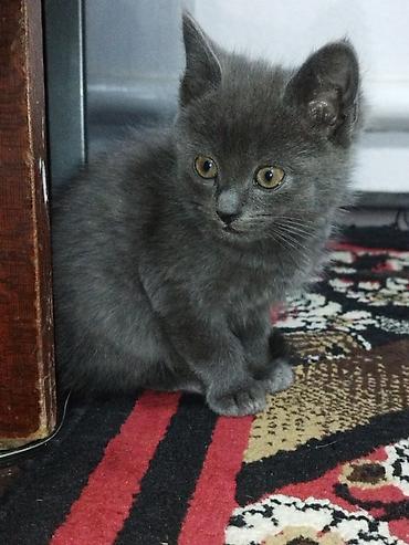 Котята, домашние, приучены к лотку. Окрас на выбор: дымчато‑серый