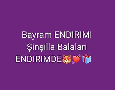 Pişiklər: Britan — 1