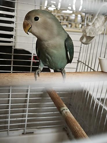 bulbul quşu: Ağüzlü-mavi sevgi quşu (lovebird) - Növ: Ağüzlü sevgi quşu (Agapornis — 2