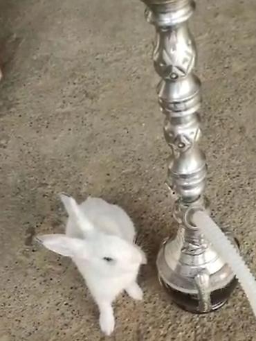 balaca dovşan: Ağ rəngli ev dovşanı + qəfəslə birğə satılır — 4
