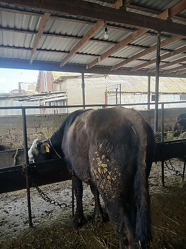 Dana, buzov: 3 erkək 2 dişi dana — 6