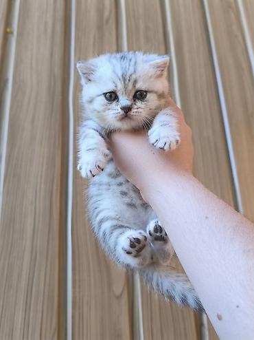 Скотиш Страйт (Шотландиялык тик кулактуу), 1 айлык, Эркек, Күмүш өңдүү шиншилла