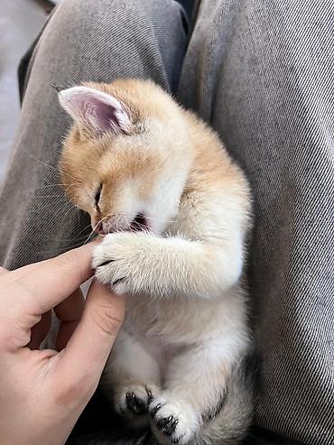 Pişiklər: Britan — 9