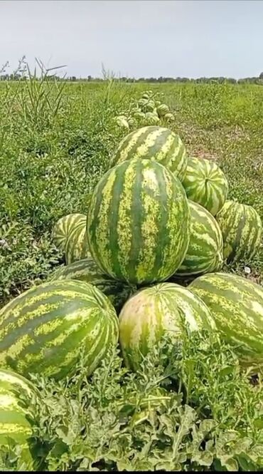 веник с совком цена бишкек: Дарбыздар Өзү алып кетүү