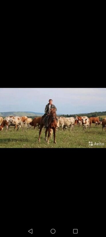 требуется офицант: Уйчу керек уй Эле карай