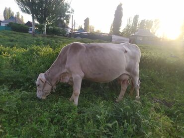 животные карова: Продаю | Корова (самка) | Шароле | Для молока