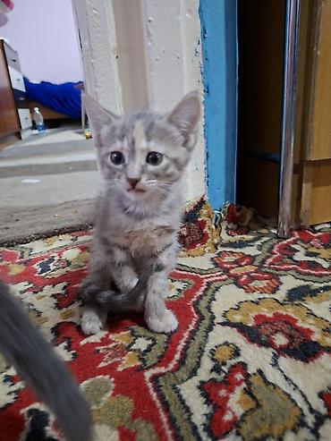 ищу котят: Отдаю котят в добрые руки 1 девочка возраст третий месяц 1 мальчик — 7