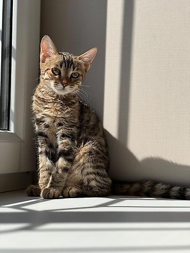 взять котика в добрые руки: Кошка даром: Беспородная, 5 месяцев, Девочка, Приучена к лотку — 2