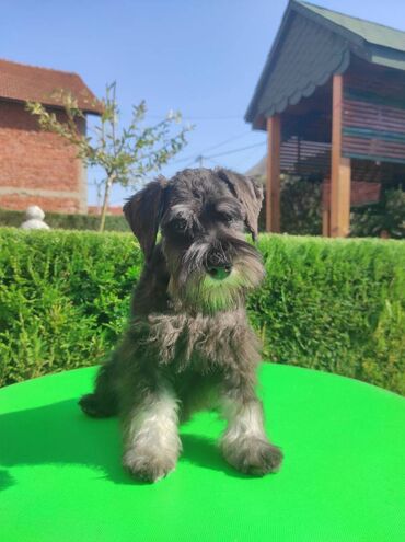 Psi: Patuljasti šnaucer Black & Silver štenci na prodaju. Ostenjeni — 4