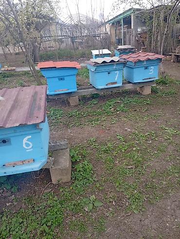 qarğa balası satılır: Ari ailəsi satilir ramkalar 23 luk və 29 luq ana arilar 25 ci ilin — 5