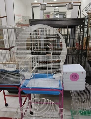 Tutuquşları: Her novde qefeslermiz var satisda maraqlamaq isdeyen elaqe saxlaya -da lalafo.az — 11 Tutuquşları: Her novde qefeslermiz var satisda maraqlamaq isdeyen elaqe saxlaya — 11