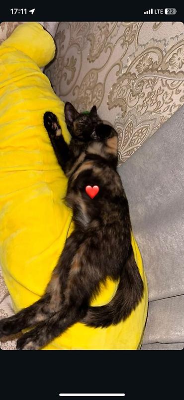 возьму кошку в добрые руки: Кошка даром: Беспородная, 4 месяца, Девочка, Приучена к лотку — 1
