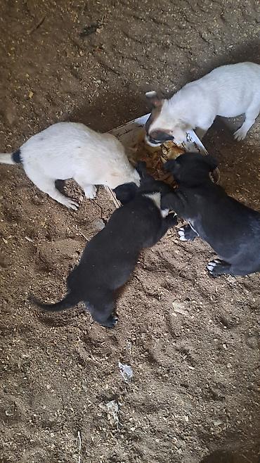 İtlər: Balalar satilir temiz zvanokdu atasiynan anasi ayri cinsdi ama temiz — 1