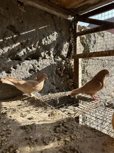 Птицы: Продаю голубей!!!! На фото представлены голуби разных пород. Цены на — 12