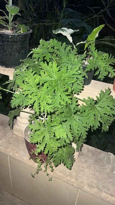 Otaq bitkiləri: Otaq və balkon üçün dekorativ bitkilər kolleksiyası - Qırmızı — 6