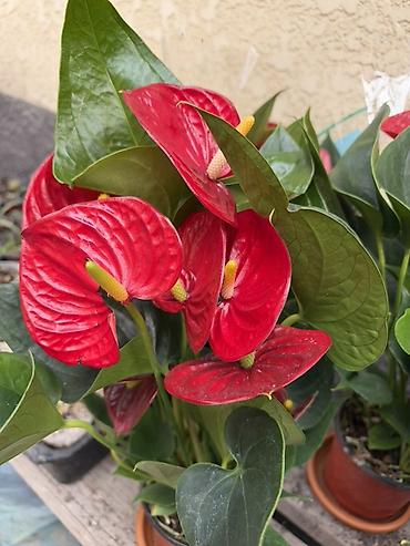 Антуриум (Anthurium) в горшке - Яркие глянцевые прицветники