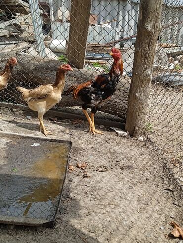 цена цыпленка курицы: Продается петух дакан с курицой 
пишите звоните 
цену договоримся