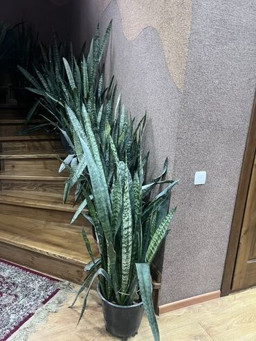 тещин язык цветок: Сансевиерия (щучий хвост) в крупном горшке - Высокое декоративное