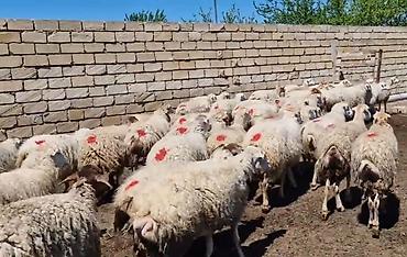 Qoyunlar, qoçlar: Dişi, il: 1, Damazlıq, Pulsuz çatdırılma — 17